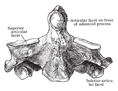 Bu resimde açık görünümü, eksen, vintage çizgi çizme veya oyma illüstrasyon temsil eder.