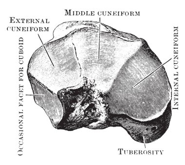 Bu resimde Navicular kemik görüntülendi önden temsil eder, vintage hat çizim veya gravür illüstrasyon.