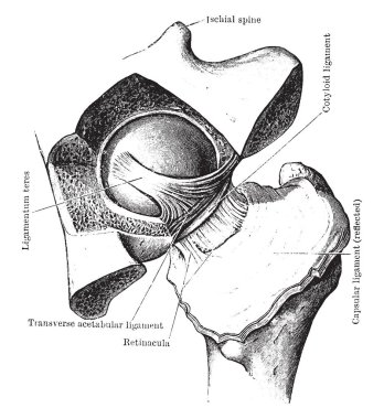 Bu resimde diseksiyon, kalça eklemi, vintage çizgi çizme veya oyma illüstrasyon temsil eder..
