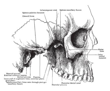 Bu resimde yan görünüm, kafatası, vintage çizgi çizme veya oyma illüstrasyon temsil eder..