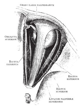 Bu resimde Orbital kasları vintage çizgi çizme veya oyma illüstrasyon yukarıdan, temsil eder.