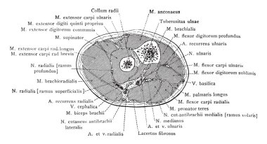 Bölümü üzerinden sağ önkol dirsek, vintage çizgi çizme veya oyma resimde aşağıda bir inç.