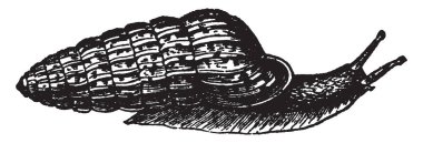 Pupa Uva cins Helix, vintage çizgi çizme veya oyma illüstrasyon akraba olduğunu.