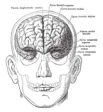 Beyin kafatası ve yüz ön görünümü, vintage çizgi çizme veya oyma illüstrasyon.