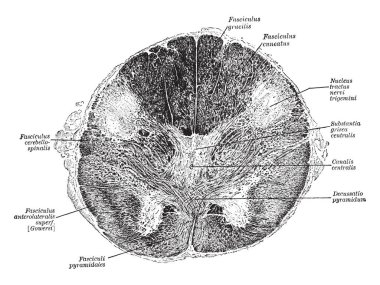 Soğanı piramit yolları, vintage çizgi çizme veya oyma illüstrasyon bölümü.