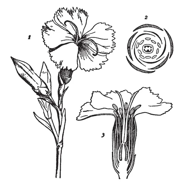 Diese Illustration Stellt Hydrozoen Dar Die Eine Kleine Schale Eine — Stockvektor