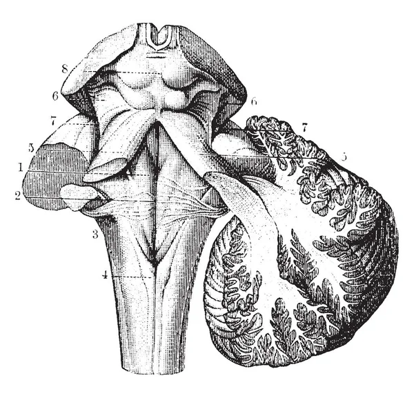 Cerebellum Section Fourth Ventricle Neighboring Parts Vintage Line Drawing Engraving — Stock Vector