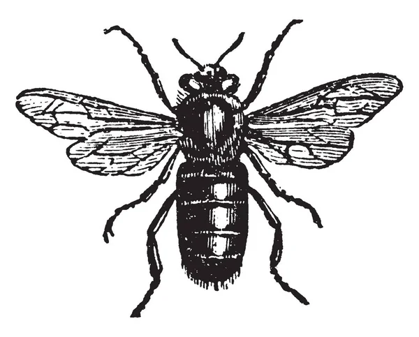 男性或无人机蜜蜂在他们的腿上没有调色板 老式的线条画或雕刻插图 — 图库矢量图片