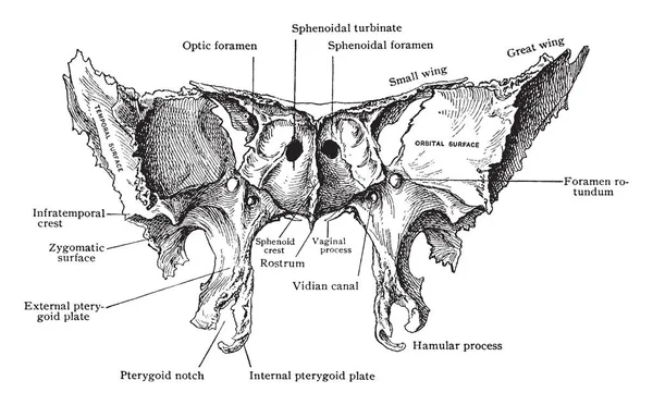 Cette Illustration Représente Sphenoid Bone Dessin Ligne Vintage Illustration Gravure — Image vectorielle