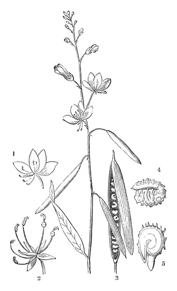 这张照片显示 Physostemon Lanceolatum Cleomaceae 家族的成员 老式的线条画或雕刻插图 — 图库矢量图片