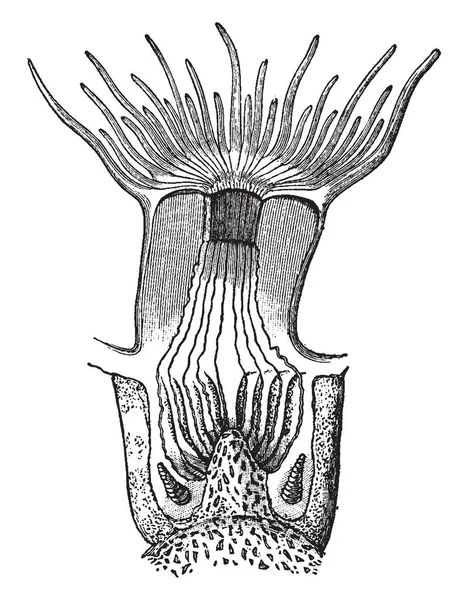 Questa Illustrazione Rappresenta Sezione Verticale Attraverso Polipo Disegno Linea Vintage — Vettoriale Stock