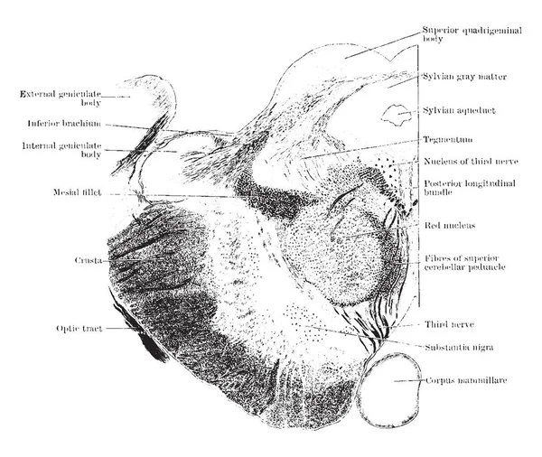 Sección Transversal Través Del Mesencéfalo Nivel Del Cuerpo Cuadriculado Superior — Archivo Imágenes Vectoriales