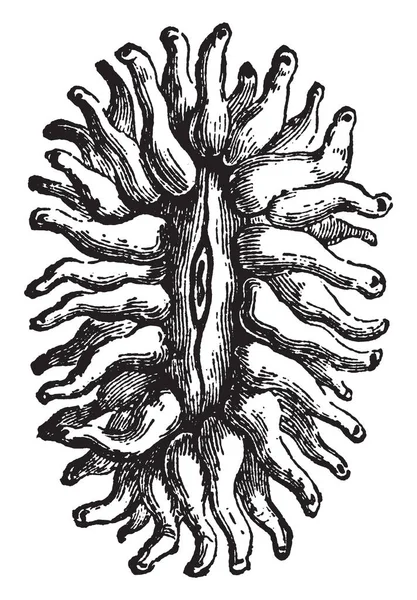 Pavonium 息肉发生在群中 并乘以芽 复古线画或雕刻插图 — 图库矢量图片