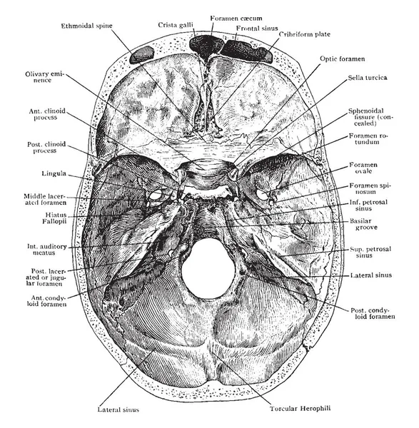 Questa Illustrazione Rappresenta Base Del Cranio Dall Alto Disegno Linee — Vettoriale Stock