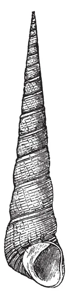 Turritella Terebellata 是中型海蜗牛属 具有笼盖 复古线画或雕刻插图 — 图库矢量图片