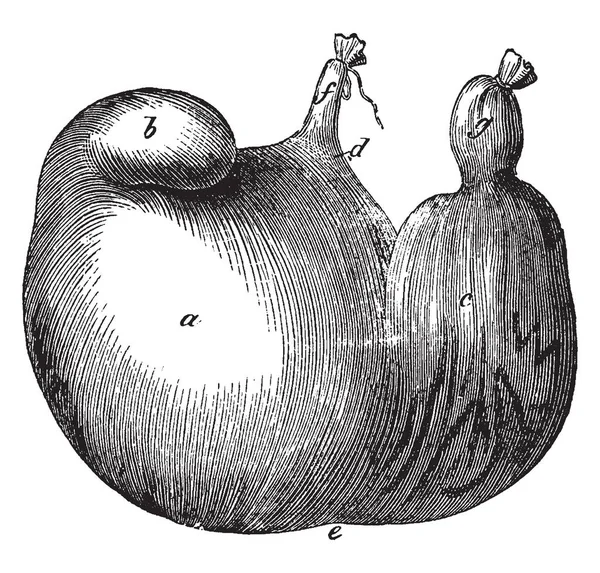 Bir domuz miden bir mide dört bölmeleri, vintage çizgi çizme veya oyma illüstrasyon kırık.