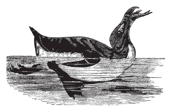 Auk Uccello Della Famiglia Alcidae Nell Ordine Charadriiformes Disegno Linee — Vettoriale Stock