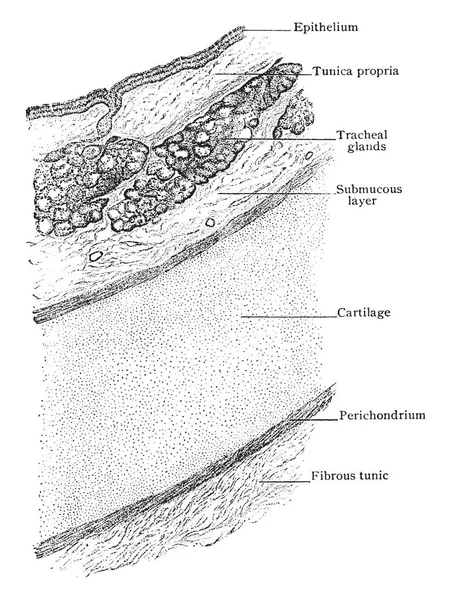 Ilustrasi Ini Mewakili Bagian Transverse Dari Trachea Menampilkan Susunan Tembok - Stok Vektor