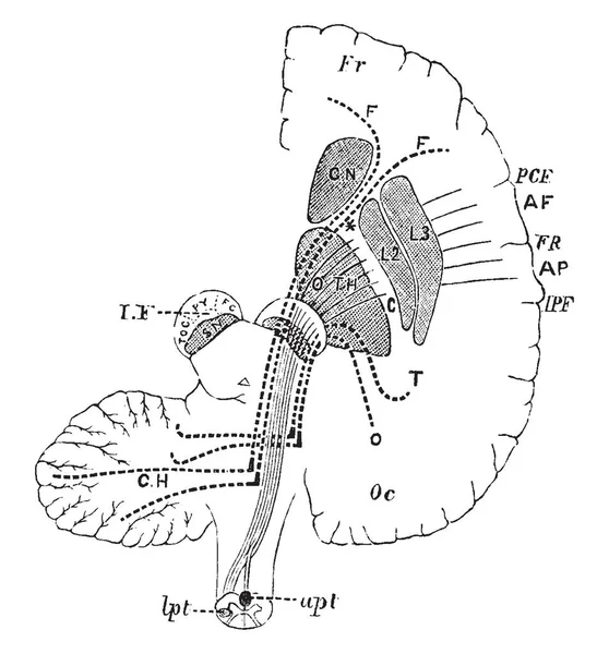 Diagrammet Visar Att Ansluta Den Frontal Occipital Lober Med Lillhjärnan — Stock vektor
