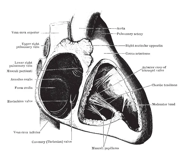 この図は 耳と心 ビンテージの線描画や彫刻イラストの心室の様々 な関数を表します — ストックベクタ