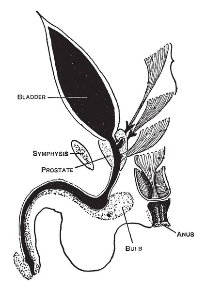 Este Diagrama Representa Ano Perforado Dibujo Línea Vintage Ilustración Grabado — Archivo Imágenes Vectoriales