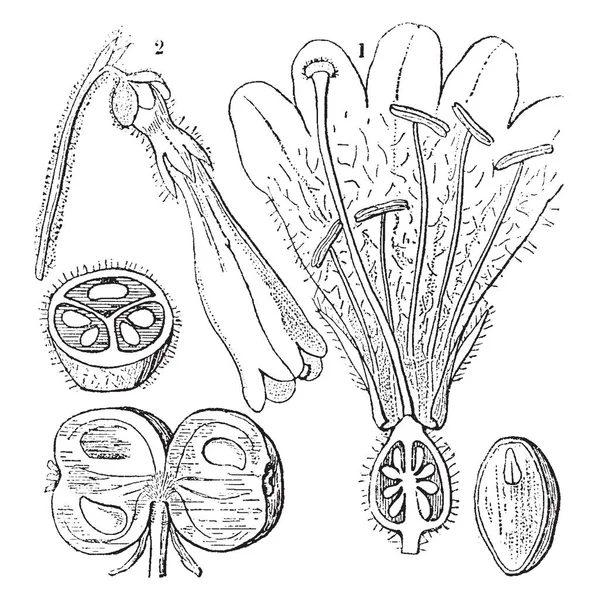 Una Imagen Que Muestra Diferentes Partes Secciones Twinflower También Conocida — Archivo Imágenes Vectoriales