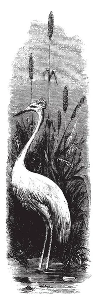 White Egret Muy Local Sur Europa Asia Dibujo Línea Vintage — Archivo Imágenes Vectoriales