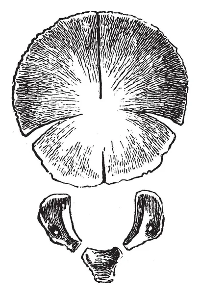 Deze Afbeelding Vertegenwoordigt Achterhoofdsbeen Bij Geboorte Vintage Lijntekening Gravure Illustratie — Stockvector