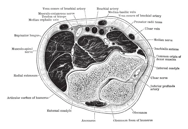 Поперечний Переріз Через Вигин Ліктя Вінтажний Малюнок Лінії Або Гравюрна — стоковий вектор