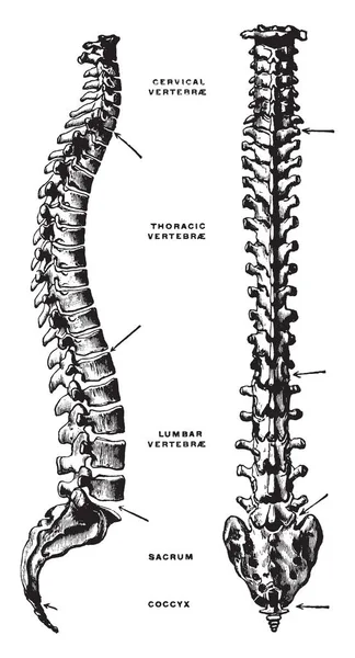 Bu resimde Lateral ve Vertebral sütunun, vintage çizgi çizme veya oyma illüstrasyon Dorsal görünümü temsil eder.