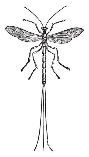 他の昆虫 ビンテージの線の描画や彫刻イラストの皮膚の下に卵を配置するを管理する Pimpla — ストックベクタ