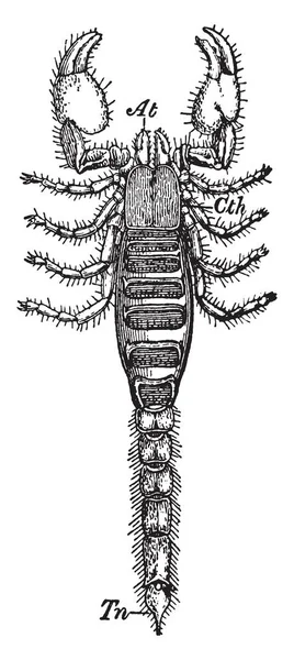 黑岩蝎子也被称为 Urodacus Manicatus 它原产于澳洲东部 它的刺痛可以引起局部疼痛和肿胀的人 复古线画或雕刻插图 — 图库矢量图片
