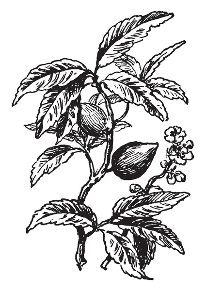在这个意象中 花朵和果实都是杏仁树 复古线条画或雕刻插图 — 图库矢量图片