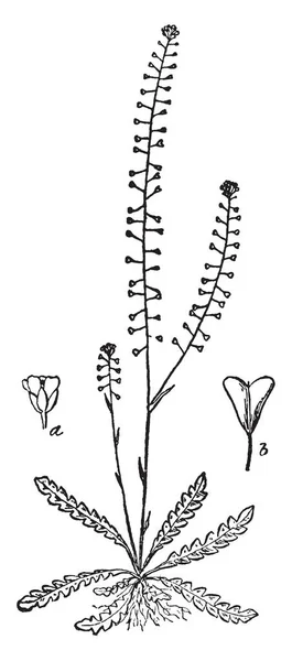 Una Foto Muestra Shepherd Purse Plant Las Hojas Son Multilobuladas — Archivo Imágenes Vectoriales