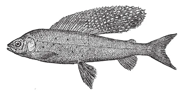 Arctic Vlagzalm Een Zoetwatervis Uit Familie Van Zalmachtigen Salmonidae Zalm — Stockvector