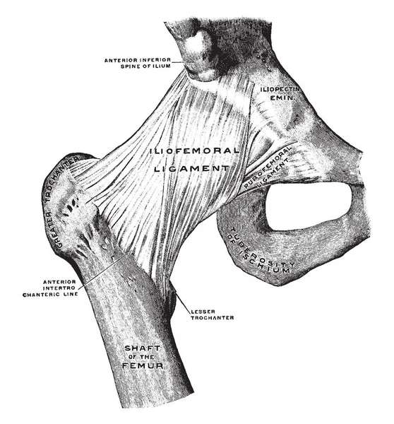 Illustration Represents Front View Hip Joint Vintage Line Drawing Engraving — Stock Vector