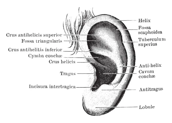 本插图代表耳廓的外表面 复古线画或雕刻插图 — 图库矢量图片