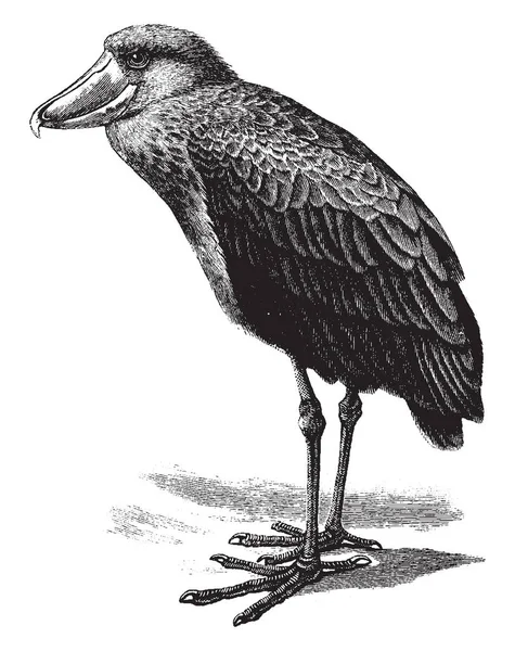 Shoebill Una Cresta Corta Grigio Brunastro Con Ali Nerastre Disegno — Vettoriale Stock