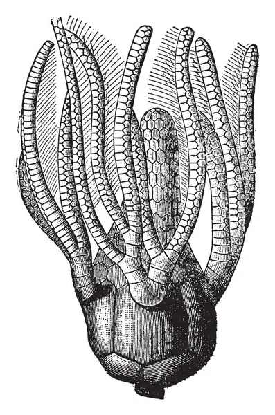 Zee Lily Crinoidea Mariene Ongewervelde Dieren Zee Lily Stengel Overwonnen — Stockvector