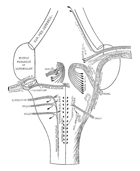 Diagram Menunjukkan Koneksi Otak Dari Vagus Glossopharyngeal Penculikkan Wajah Dan - Stok Vektor