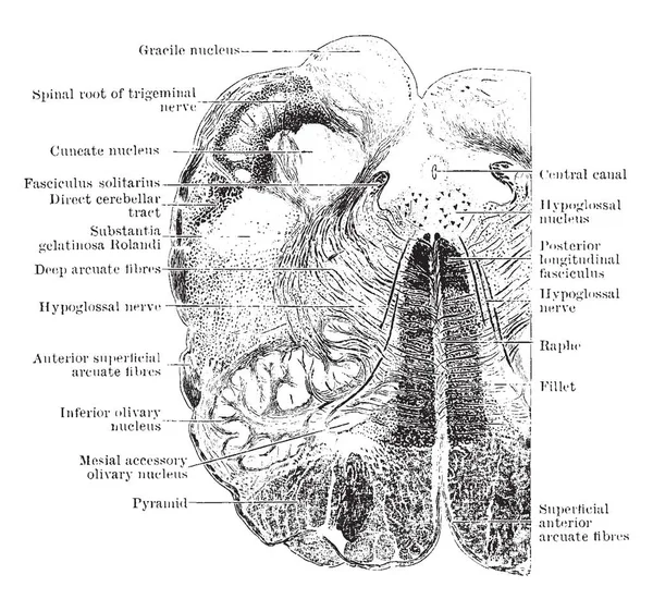 Поперечное Сечение Через Человеческий Мозг Нижней Оливковой Области Рисунок Винтажной — стоковый вектор