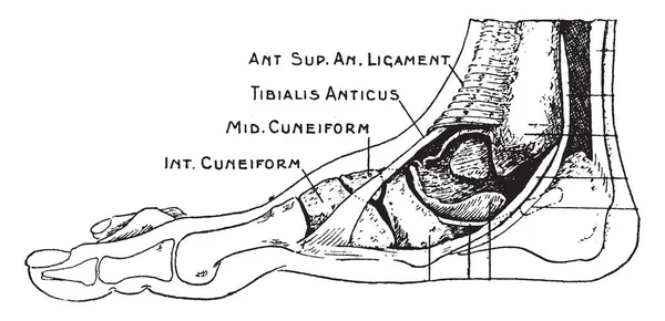 Dissection Flat Foot Inner Side Vintage Line Drawing Engraving Illustration — Stock Vector