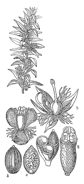 Ist Ein Bild Von Tonina Fluviatilis Männliche Blume Reife Früchte — Stockvektor