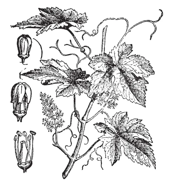 Este Retrato Uma Videira Uva Chamada Uva Europeia Exemplo Sistema —  Vetores de Stock