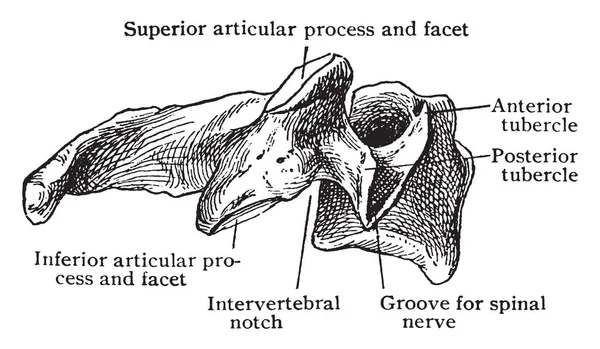 Esta Ilustração Representa Vista Lateral Quarta Cervical Desenho Linha Vintage — Vetor de Stock