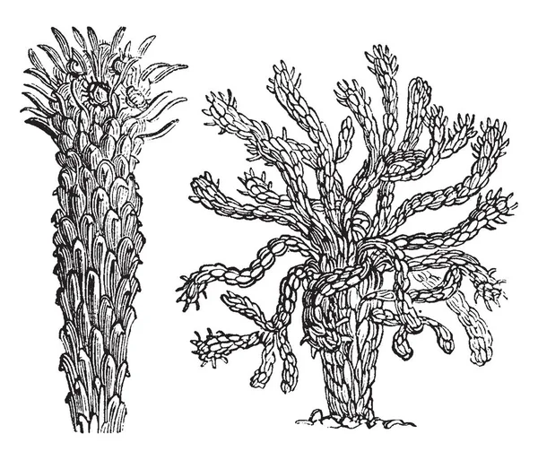 ゲの頭トウダイグサ植物を図します 指のような中央の茎から放射状に広がる長い支店があります それぞれの勃起 短い指が香り 純粋な白い花 ヴィンテージの線描画や彫刻イラストで覆われている — ストックベクタ