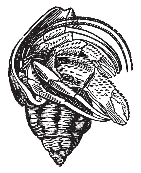 Cette Illustration Représente Dans Coquille Pagurus Bernhardus Dessin Ligne Vintage — Image vectorielle