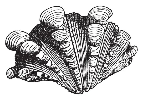 Fuera Tridacna Squamosa Centro Violeta Brillante Con Dibujo Longitudinal Marrón — Archivo Imágenes Vectoriales