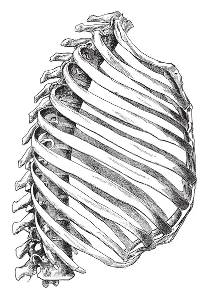 この図は 水平ビューの骨性胸郭 ビンテージの線描画や彫刻イラスト — ストックベクタ