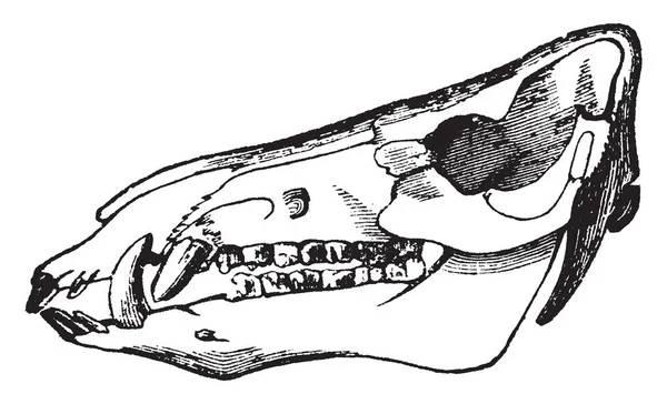 Calavera Jabalí Que Muy Difícil Tratar Matarlos Dibujo Línea Vintage — Archivo Imágenes Vectoriales